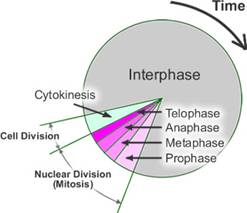 Cell-Cycle.jpg