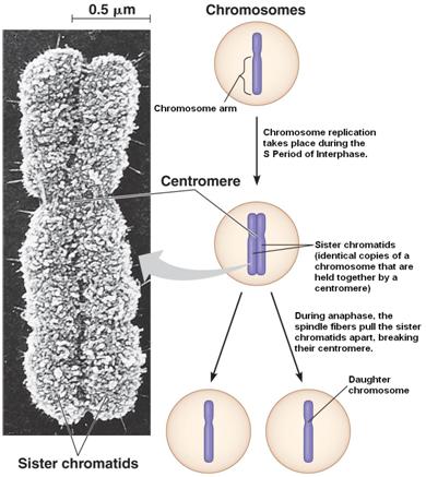 chromosome replication