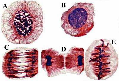 animal mitosis - microscope