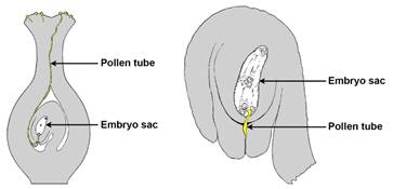 2-Panel figure. Panel 1: Longitudinal section of pistil showing path of pollen tube. Panel 2: Detail of ovule showing pollen tube growing through micropyle.