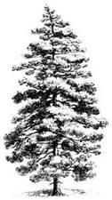 Image result for pine tree free clip art