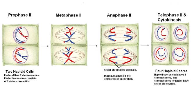 plant cell meiosis II