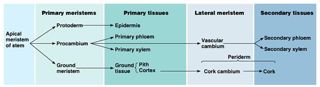 meristem flow chart