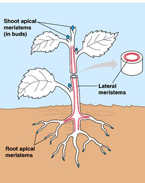 http://fig.cox.miami.edu/Faculty/Dana/meristemoverview.gif