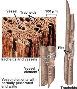 http://bio1152.nicerweb.com/Locked/media/ch35/35_09PlantCellDiversity-xylem.jpg