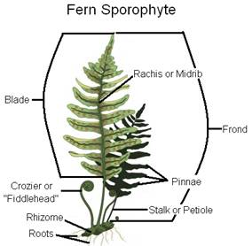 fern sporophyte
