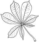 Drawing of Horse-chestnut Leaf