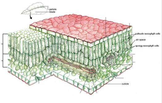 leaf cross section to label.JPG