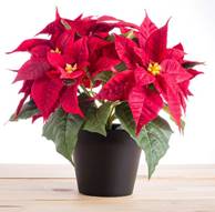 Image result for poinsettia