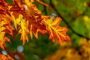 Fall Foliage, Leaves, Bright, Color, Fall Color