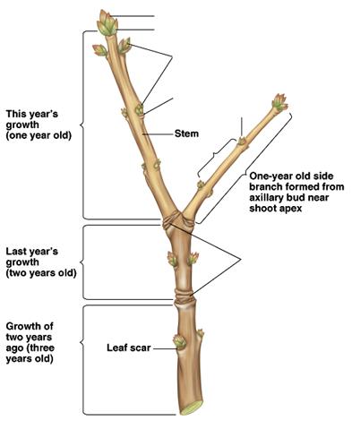 twig anatomy to label.GIF