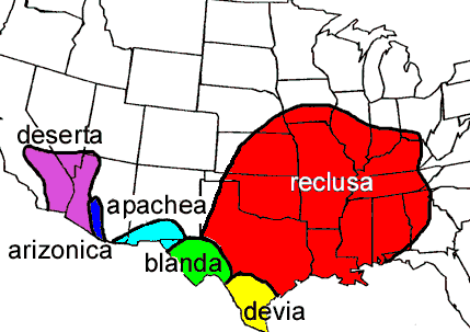 http://www.brownreclusespider.biz/brownrecluseusa.gif