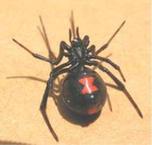 http://www.spidy.goliathus.com/img/BlackWidowSpider.jpg