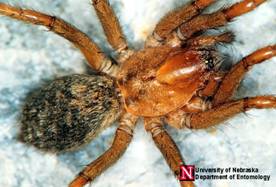 http://entomology.unl.edu/images/spiders/hobospider2.jpg