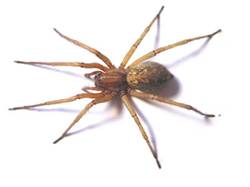 http://www.wyopestcontrol.com/images/iStock_000000131991lg.jpg