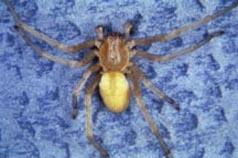 http://www.ext.colostate.edu/pubs/insect/insimg/05512f08.jpg