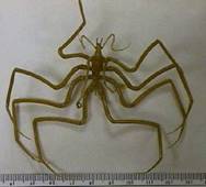 http://people.whitman.edu/~yancey/seaspider.JPG