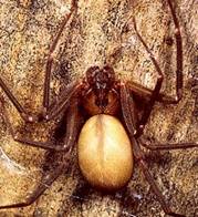 http://www.calpoison.com/public/brown-recluse.jpg