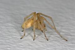 http://prometheus.med.utah.edu/~bwjones/C1276349108/E20060428143153/Media/Yellow%20Sac%20Spider%20side.jpg