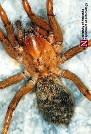 http://entomology.unl.edu/images/spiders/hobospider2.jpg