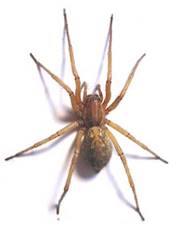 http://www.wyopestcontrol.com/images/iStock_000000131991lg.jpg