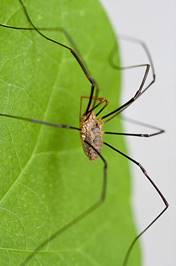 http://www.daviddarling.info/images/harvestman_Opiliones.jpg