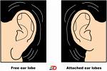 earlobes.jpg