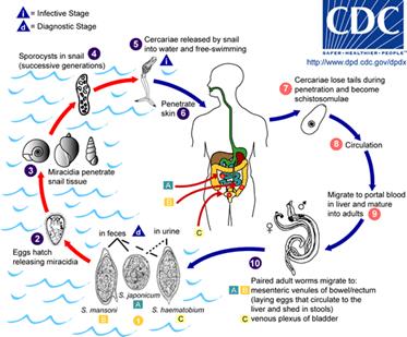 http://www.stanford.edu/class/humbio103/ParaSites2004/Schisto/Schistomes_LifeCycle.gif