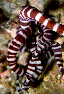 http://upload.wikimedia.org/wikipedia/commons/thumb/4/49/Nemertea_Basiodiscus_mexicanus.png/250px-Nemertea_Basiodiscus_mexicanus.png