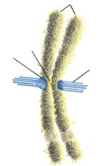 chromosome kinetochore