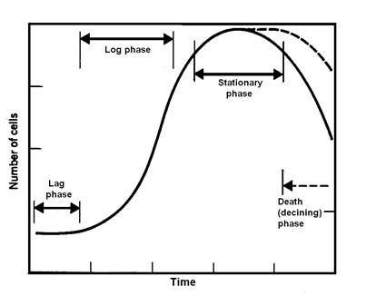 Normal Cell Growth Graph Chapter 4: Dynamics of Prokaryotic Growth